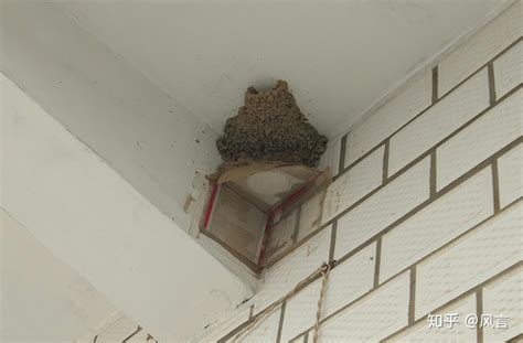 家裡有燕子築巢